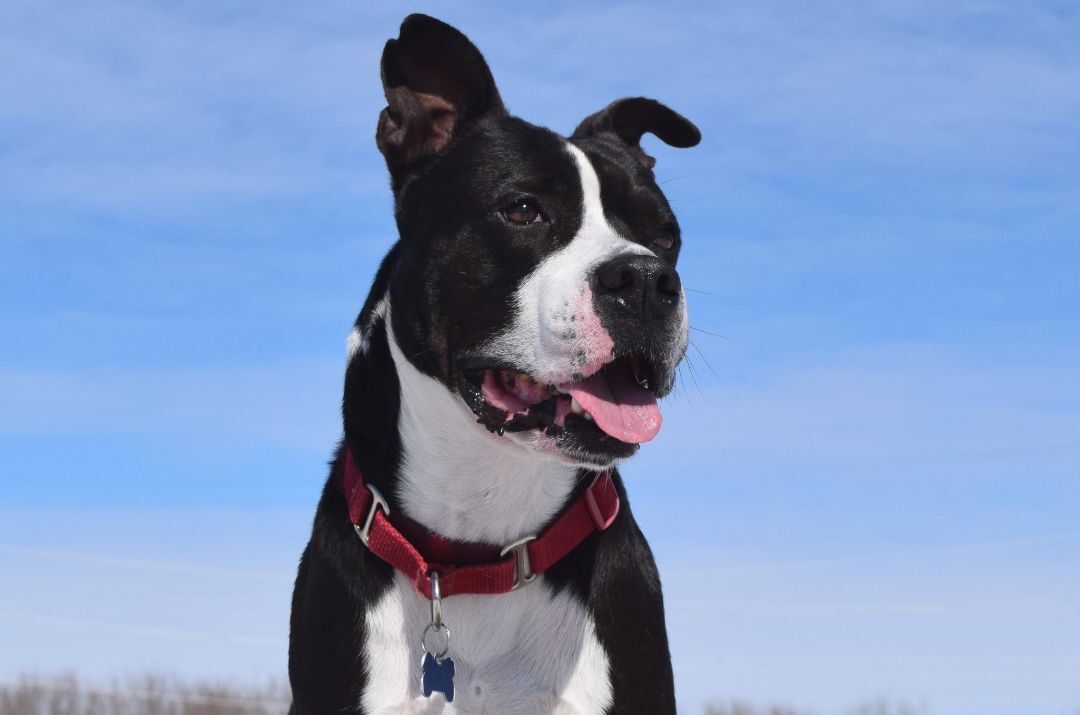 Buzz, an adoptable Mixed Breed in Tomah, WI, 54660 | Photo Image 1