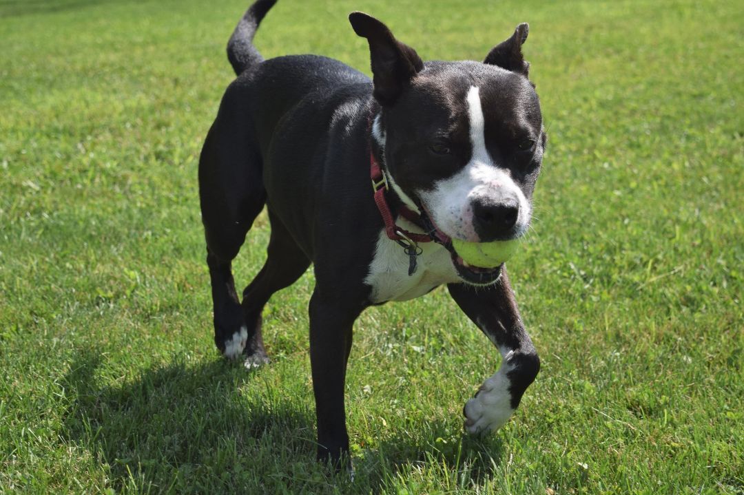 Buzz, an adoptable Mixed Breed in Tomah, WI, 54660 | Photo Image 3