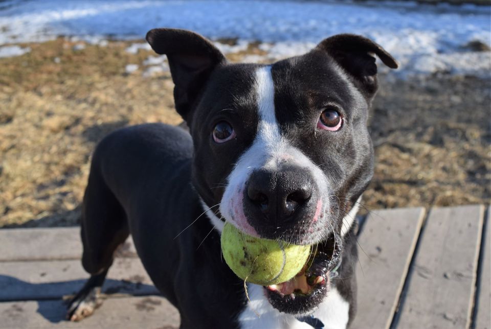 Buzz, an adoptable Mixed Breed in Tomah, WI, 54660 | Photo Image 4