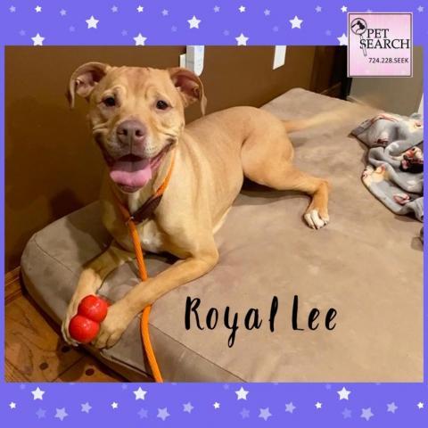 Royal Lee, an adoptable American Staffordshire Terrier, Mixed Breed in Washington, PA, 15301 | Photo Image 2