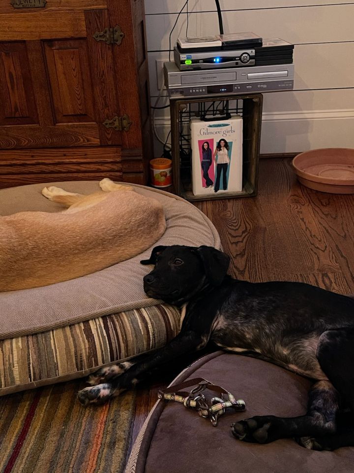 Blot, an adopted Labrador Retriever & Terrier Mix in Marietta, GA_image-3