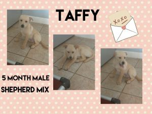 TAFFY - 4 MONTH SHEPHERD MIX MALE