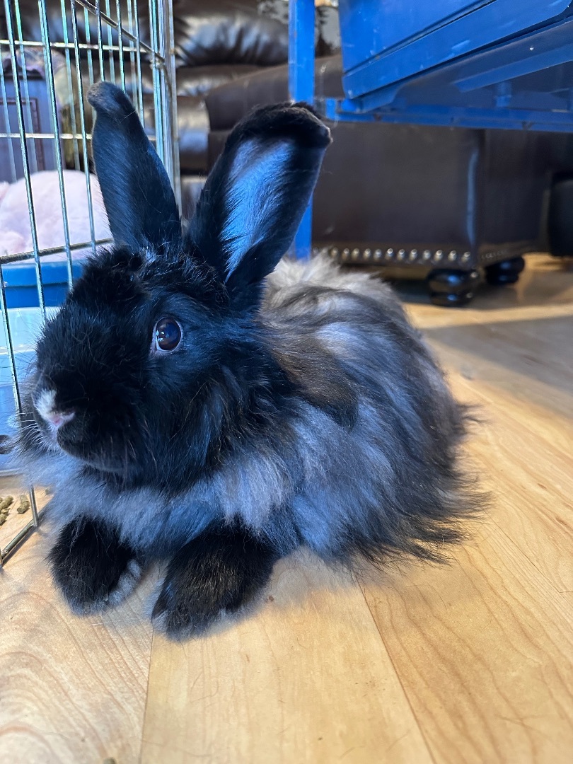 Black angora sale bunny