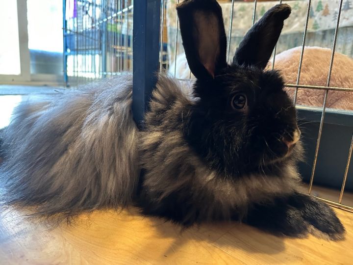 Angora best sale rabbit black