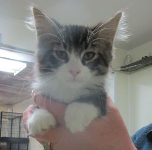 Male Kitten 1