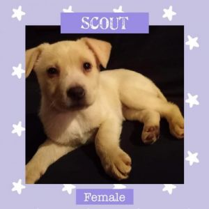 Dogs For Adoption Near Saginaw Mi Petfinder