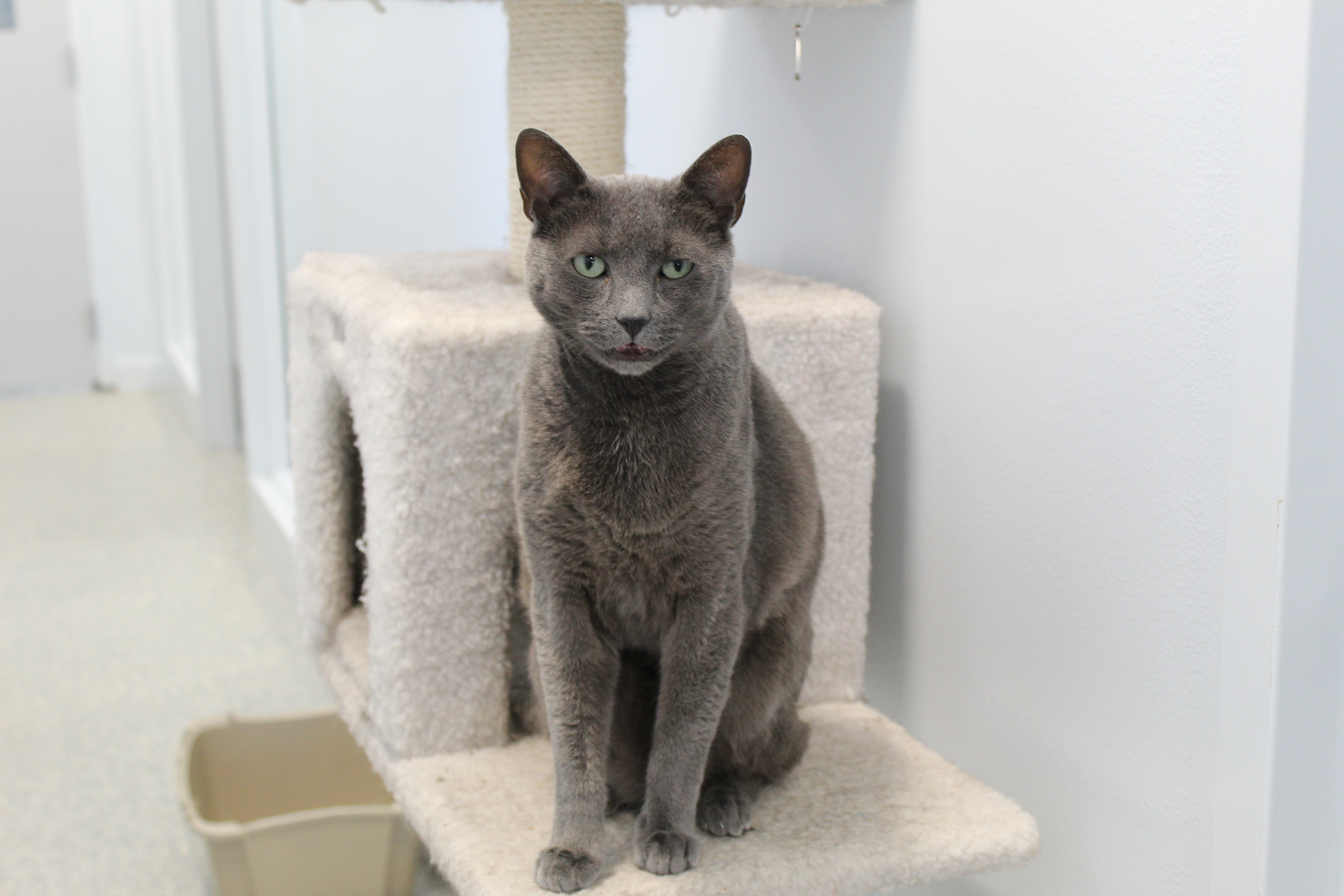 Suede, an adoptable Domestic Short Hair in North Haven, CT, 06473 | Photo Image 1