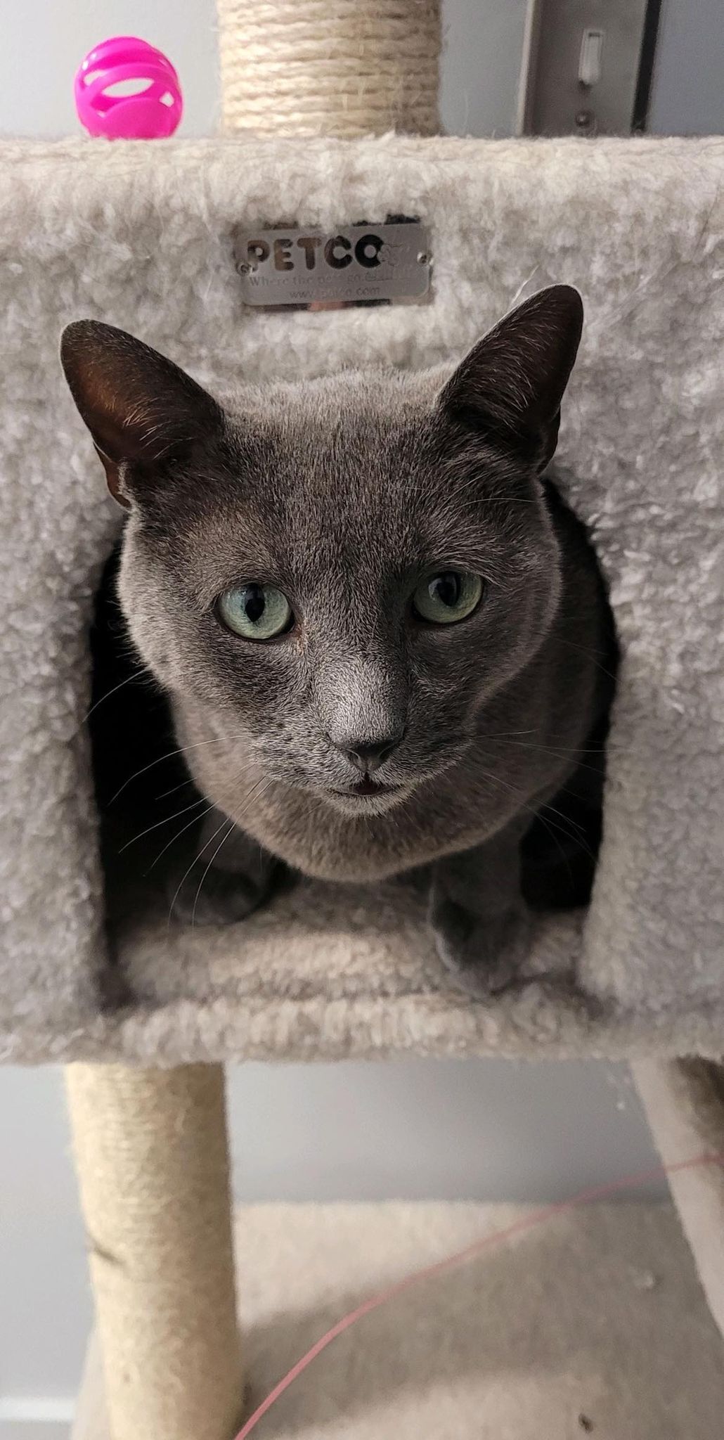 Suede, an adoptable Domestic Short Hair in North Haven, CT, 06473 | Photo Image 2