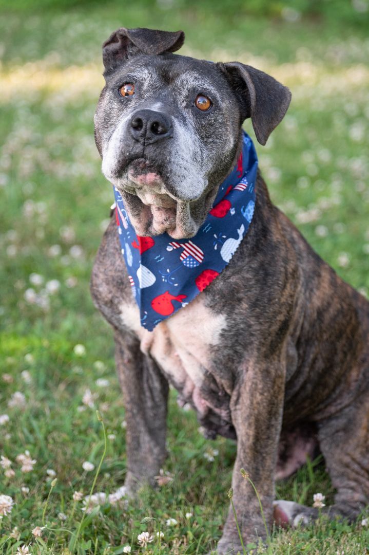 CAMO, an adoptable American Bulldog in Indiana, PA, 15701 | Photo Image 3