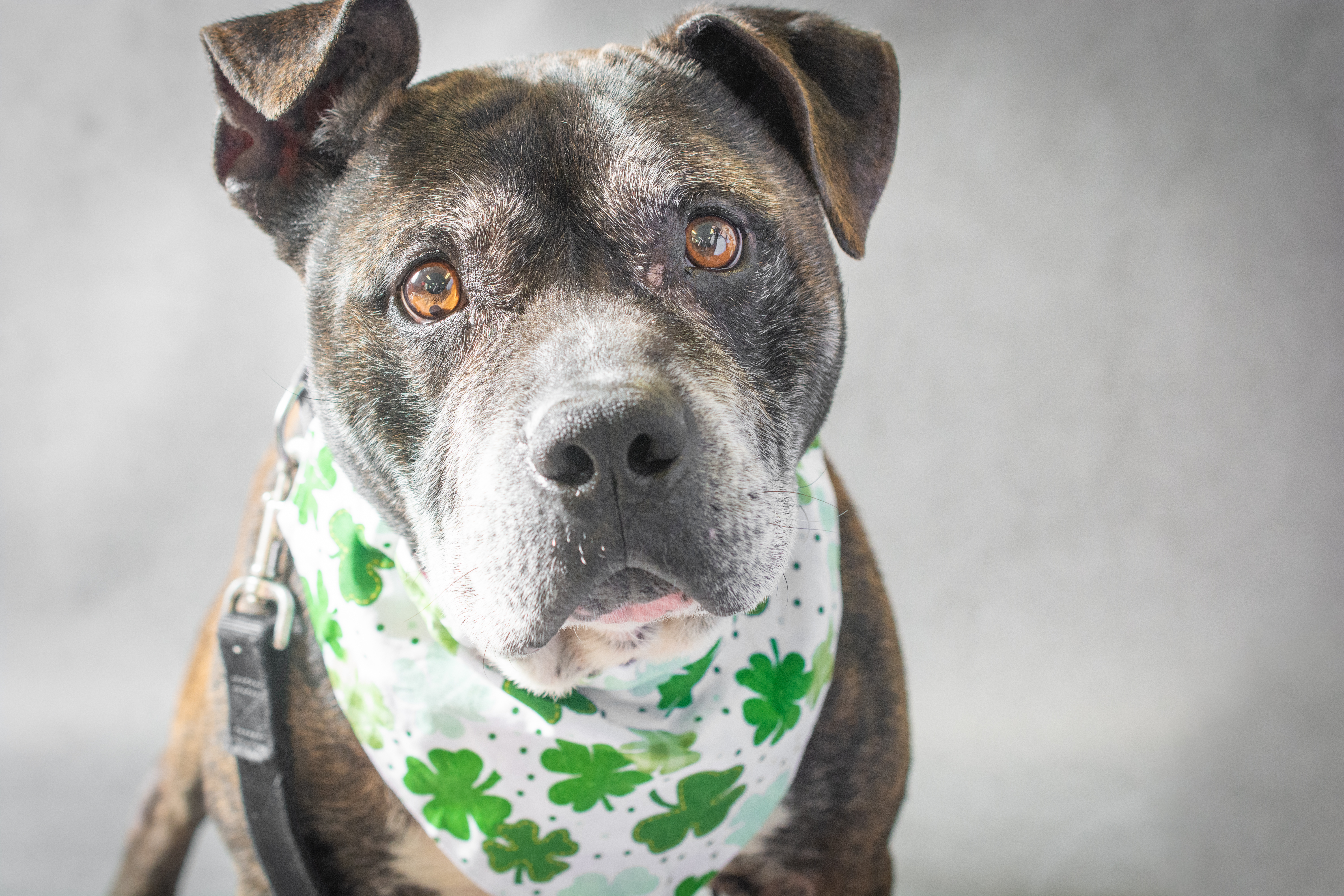 CAMO, an adoptable American Bulldog in Indiana, PA, 15701 | Photo Image 5