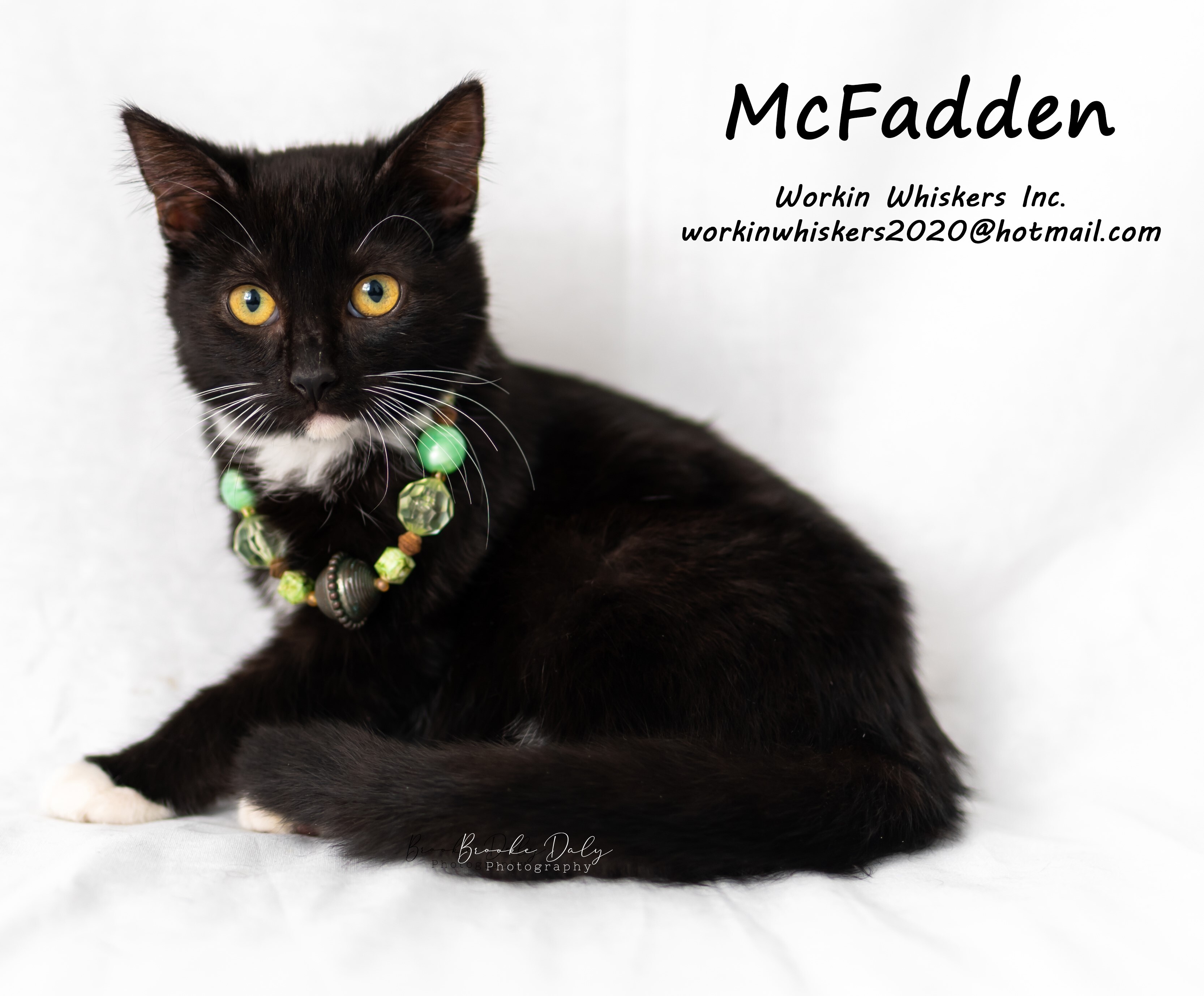 MCFADDEN, an adoptable Domestic Short Hair, Tuxedo in HEMET, CA, 92544 | Photo Image 2