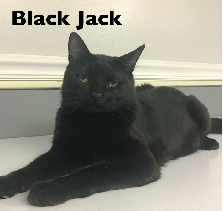Black Jack detail page