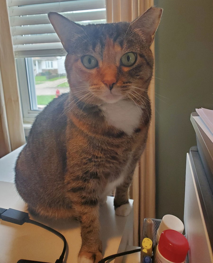 Pd - Wilma, an adoptable Tabby in Livonia, MI, 48151 | Photo Image 1