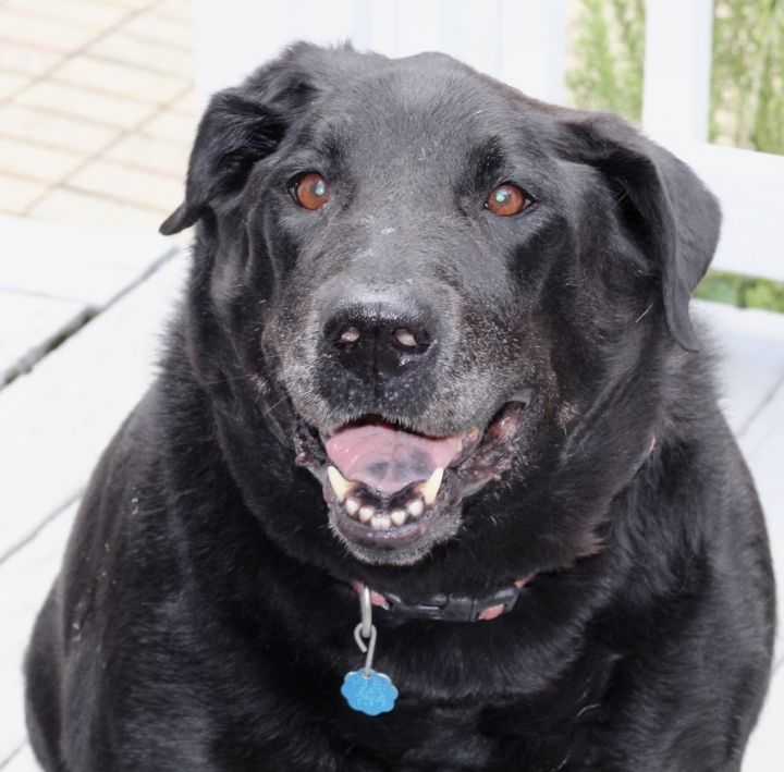 Princess Eugenia, an adopted Labrador Retriever Mix in Roswell, GA_image-1