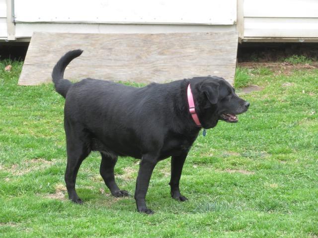Princess Eugenia, an adopted Labrador Retriever Mix in Roswell, GA_image-3