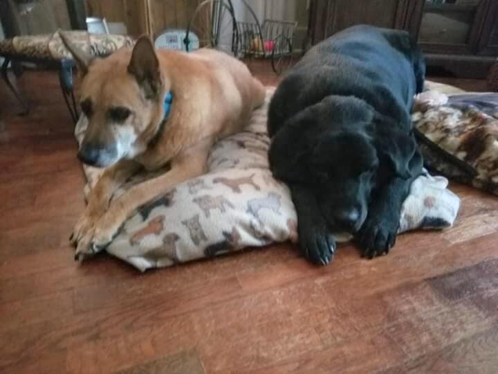 Bruster (Urgent Need), an adopted German Shepherd Dog & Carolina Dog Mix in Roswell, GA_image-6