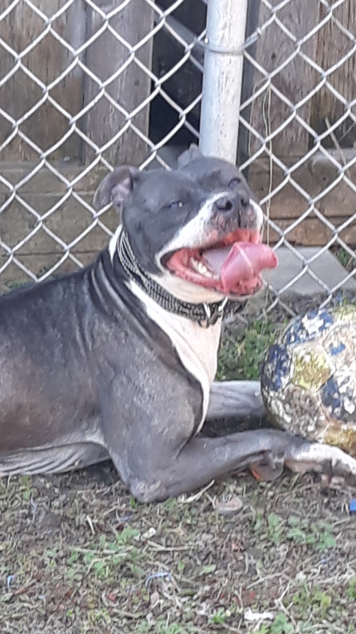 Betty, an adoptable Mixed Breed, American Bully in Jerseyville, IL, 62052 | Photo Image 3
