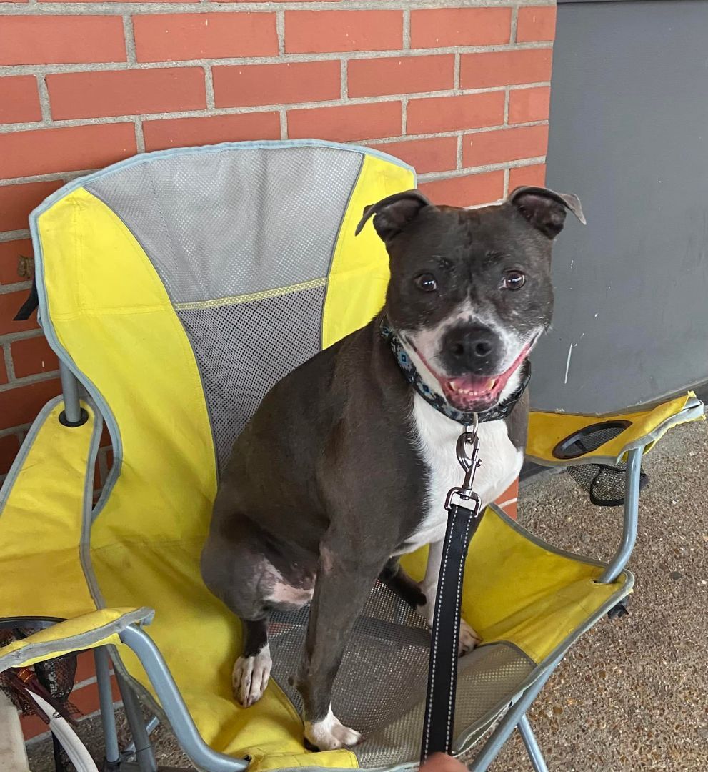 Betty, an adoptable Mixed Breed, American Bully in Jerseyville, IL, 62052 | Photo Image 1