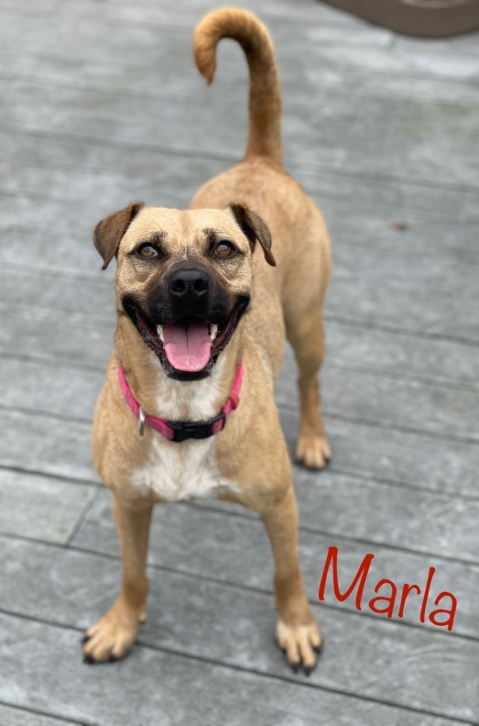Marla, an adoptable Black Mouth Cur, Pug in St. Augustine, FL, 32084 | Photo Image 1