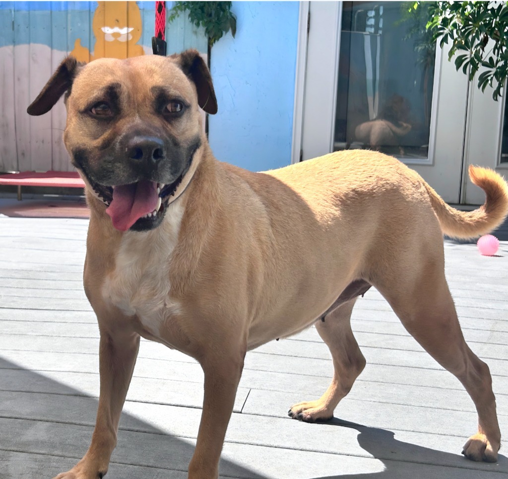 Marla, an adoptable Black Mouth Cur, Pug in St. Augustine, FL, 32084 | Photo Image 1