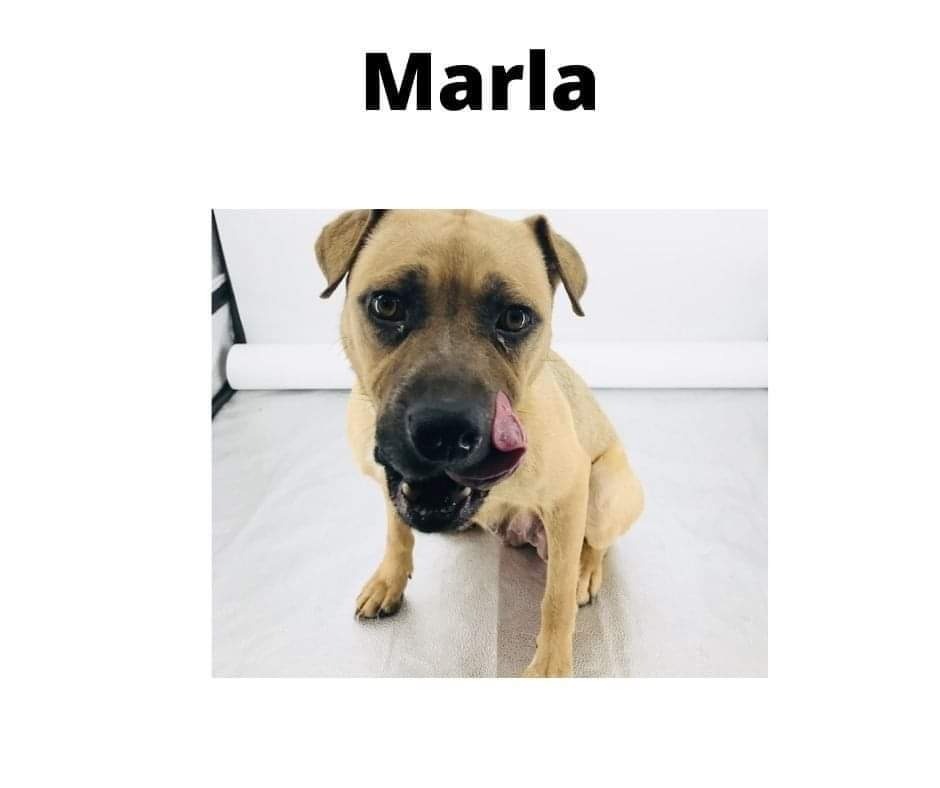 Marla, an adoptable Black Mouth Cur, Pug in St. Augustine, FL, 32084 | Photo Image 2