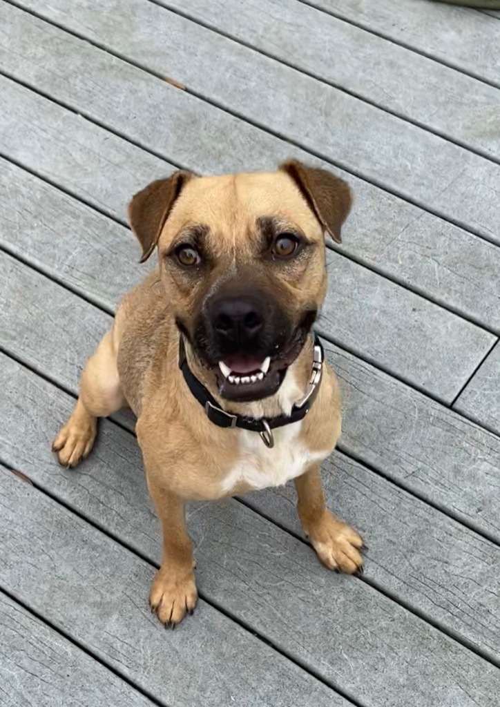 Marla, an adoptable Black Mouth Cur, Pug in St. Augustine, FL, 32084 | Photo Image 3