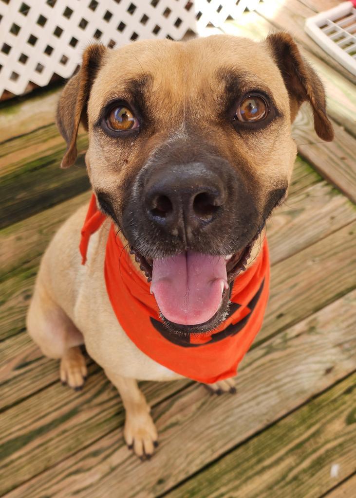 Marla, an adoptable Black Mouth Cur, Pug in St. Augustine, FL, 32084 | Photo Image 4