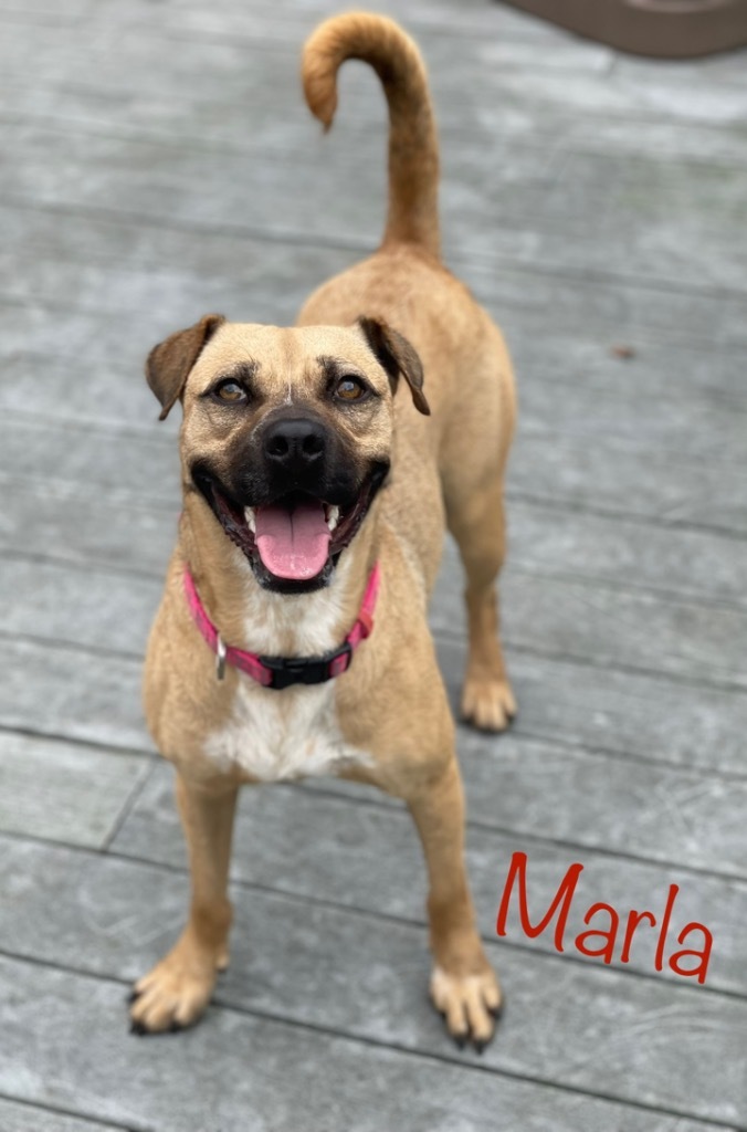 Marla, an adoptable Black Mouth Cur, Pug in St. Augustine, FL, 32084 | Photo Image 4