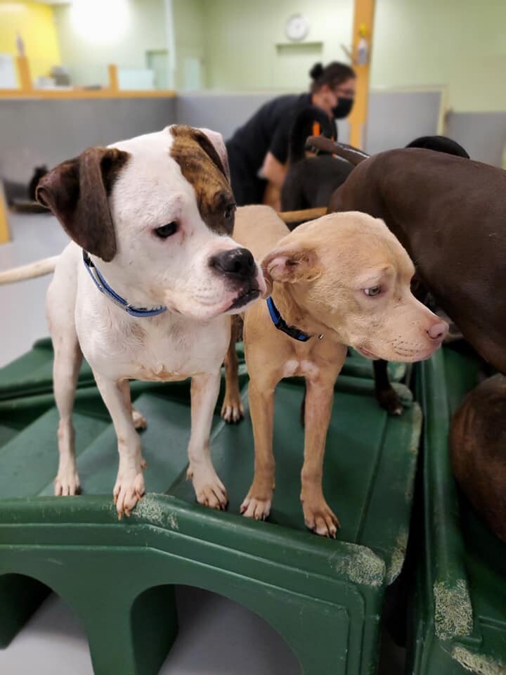 Seven, an adopted Pit Bull Terrier & Labrador Retriever Mix in Marietta, GA_image-3