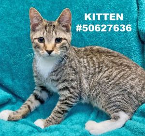 Kitten