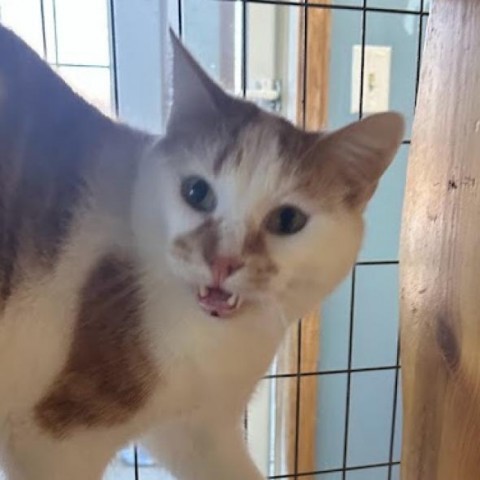 Leo, an adoptable Domestic Short Hair in Milford, IA, 51351 | Photo Image 1