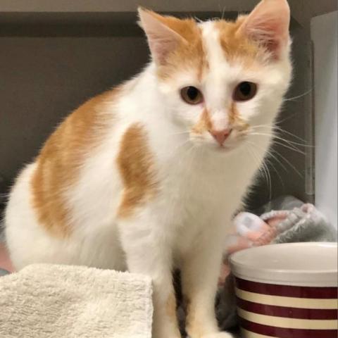 Leo, an adoptable Domestic Short Hair in Milford, IA, 51351 | Photo Image 2