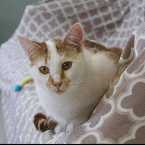 Leo, an adoptable Domestic Short Hair in Milford, IA, 51351 | Photo Image 3