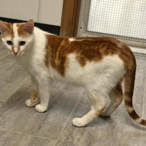 Leo, an adoptable Domestic Short Hair in Milford, IA, 51351 | Photo Image 5