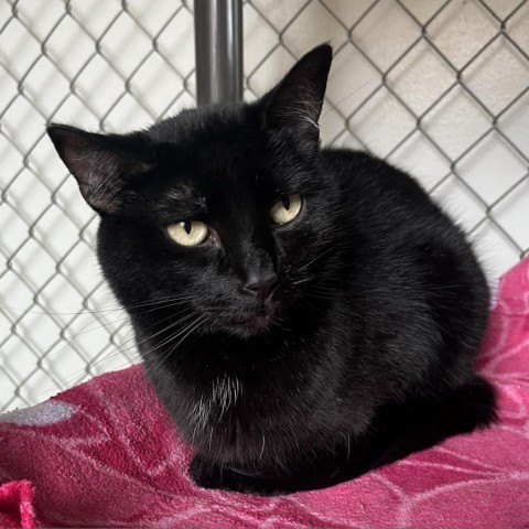 Jynx, an adoptable Domestic Short Hair in Milford, IA, 51351 | Photo Image 1