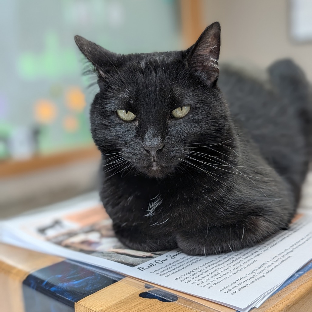 Jynx, an adoptable Domestic Short Hair in Milford, IA, 51351 | Photo Image 1