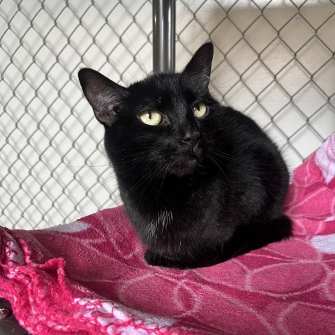 Jynx, an adoptable Domestic Short Hair in Milford, IA, 51351 | Photo Image 2