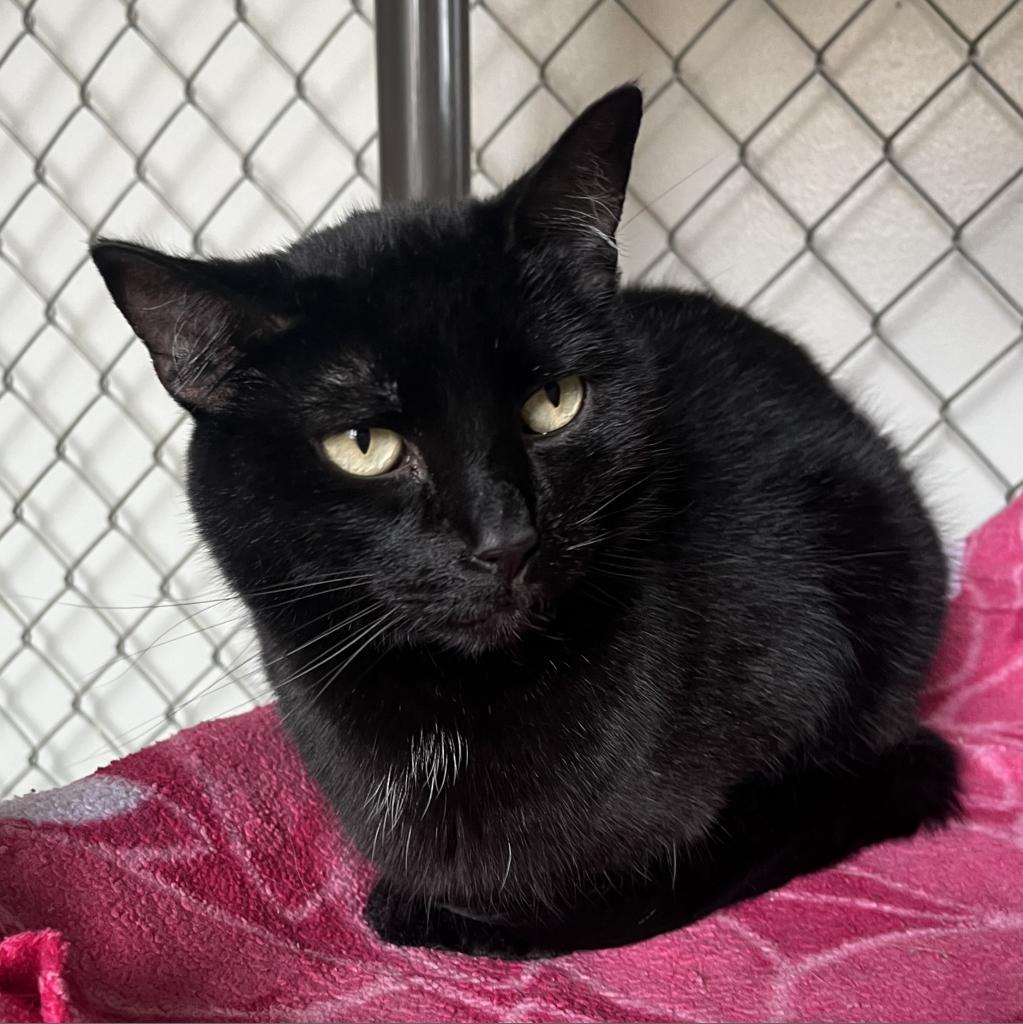 Jynx, an adoptable Domestic Short Hair in Milford, IA, 51351 | Photo Image 2
