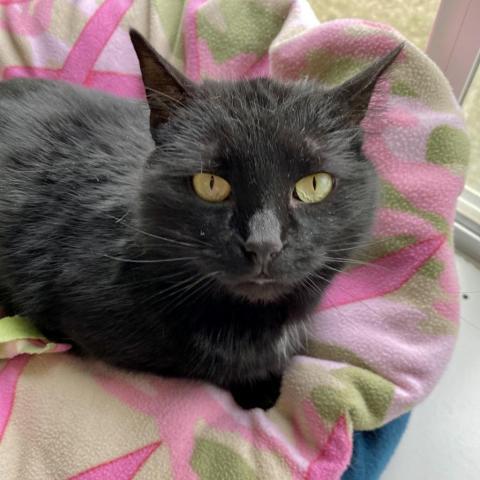 Jynx, an adoptable Domestic Short Hair in Milford, IA, 51351 | Photo Image 3