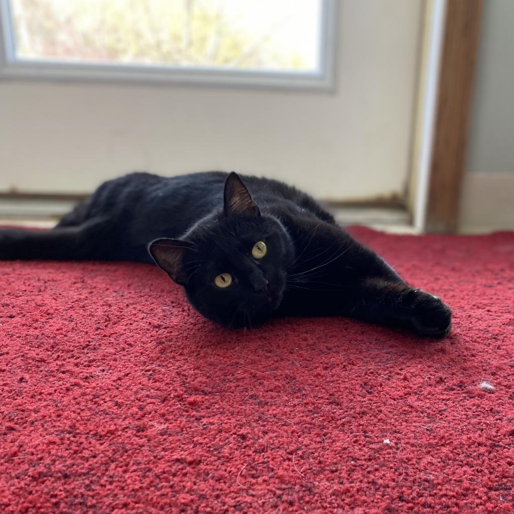 Jynx, an adoptable Domestic Short Hair in Milford, IA, 51351 | Photo Image 4