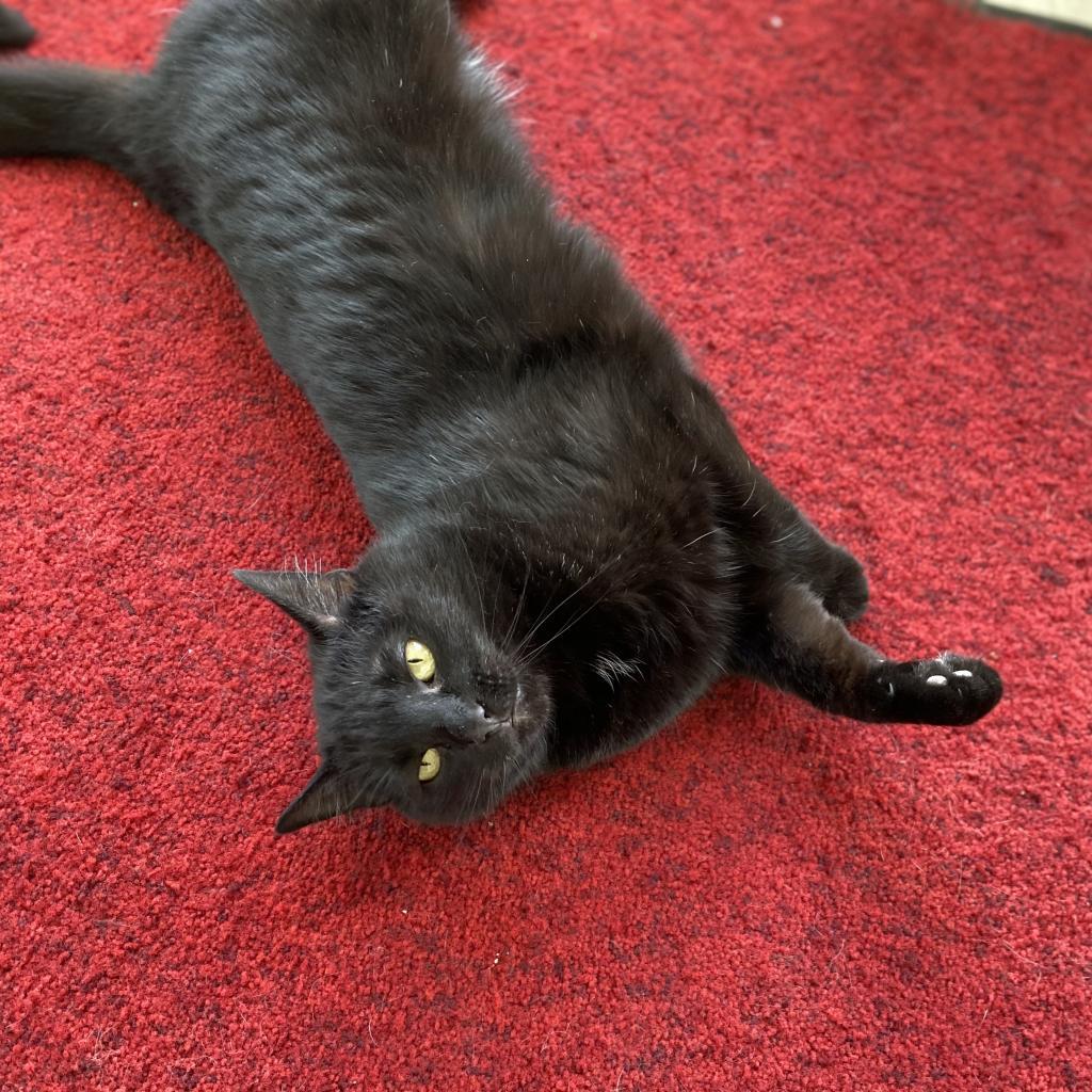 Jynx, an adoptable Domestic Short Hair in Milford, IA, 51351 | Photo Image 5