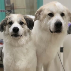 Quin and Togepi, an adopted Great Pyrenees in Atlanta, GA_image-1