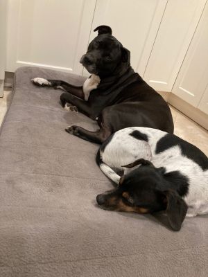 Bailey and Brody (BONDED PAIR!!)