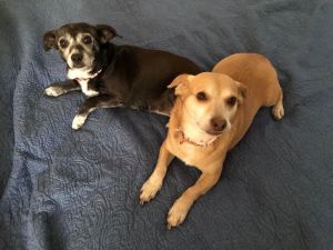Rosie & Jetty (BONDED PAIR)