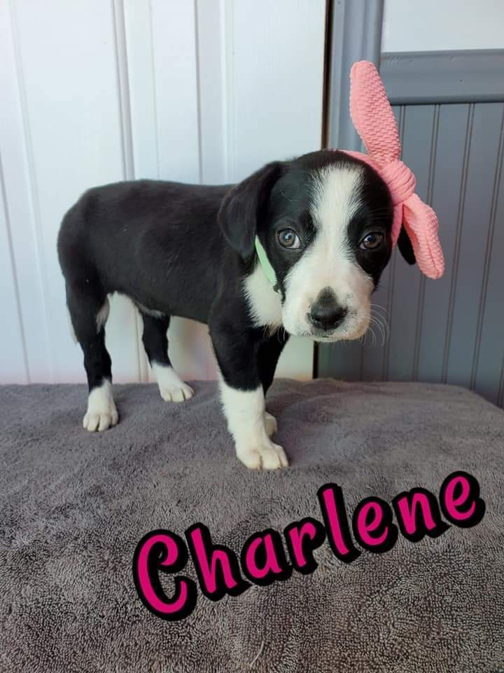 Charlene 1
