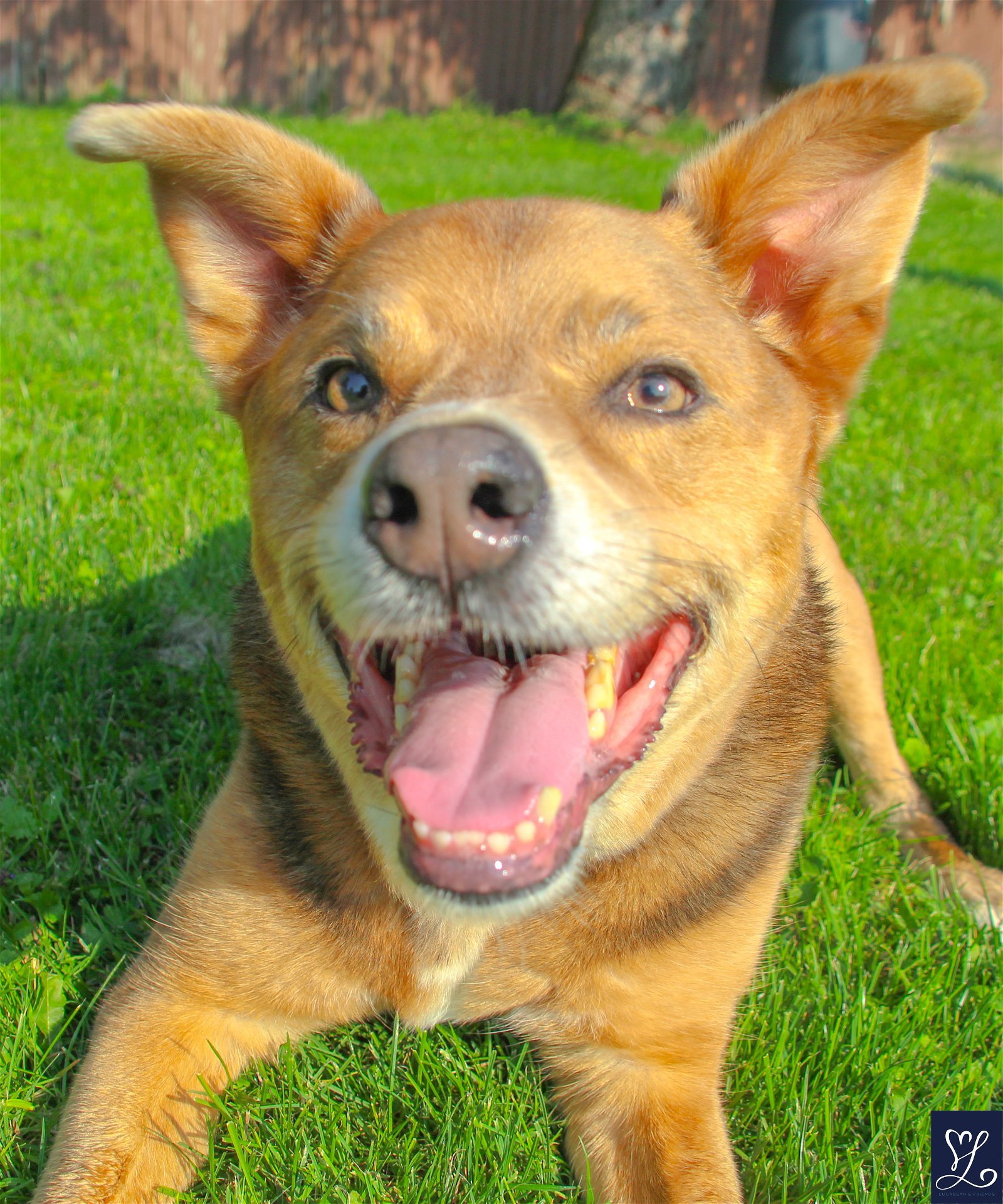 Penny, an adoptable Cattle Dog in Lockport, NY, 14095 | Photo Image 1