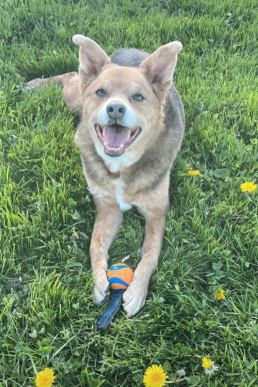 Penny, an adoptable Cattle Dog in Lockport, NY, 14095 | Photo Image 1