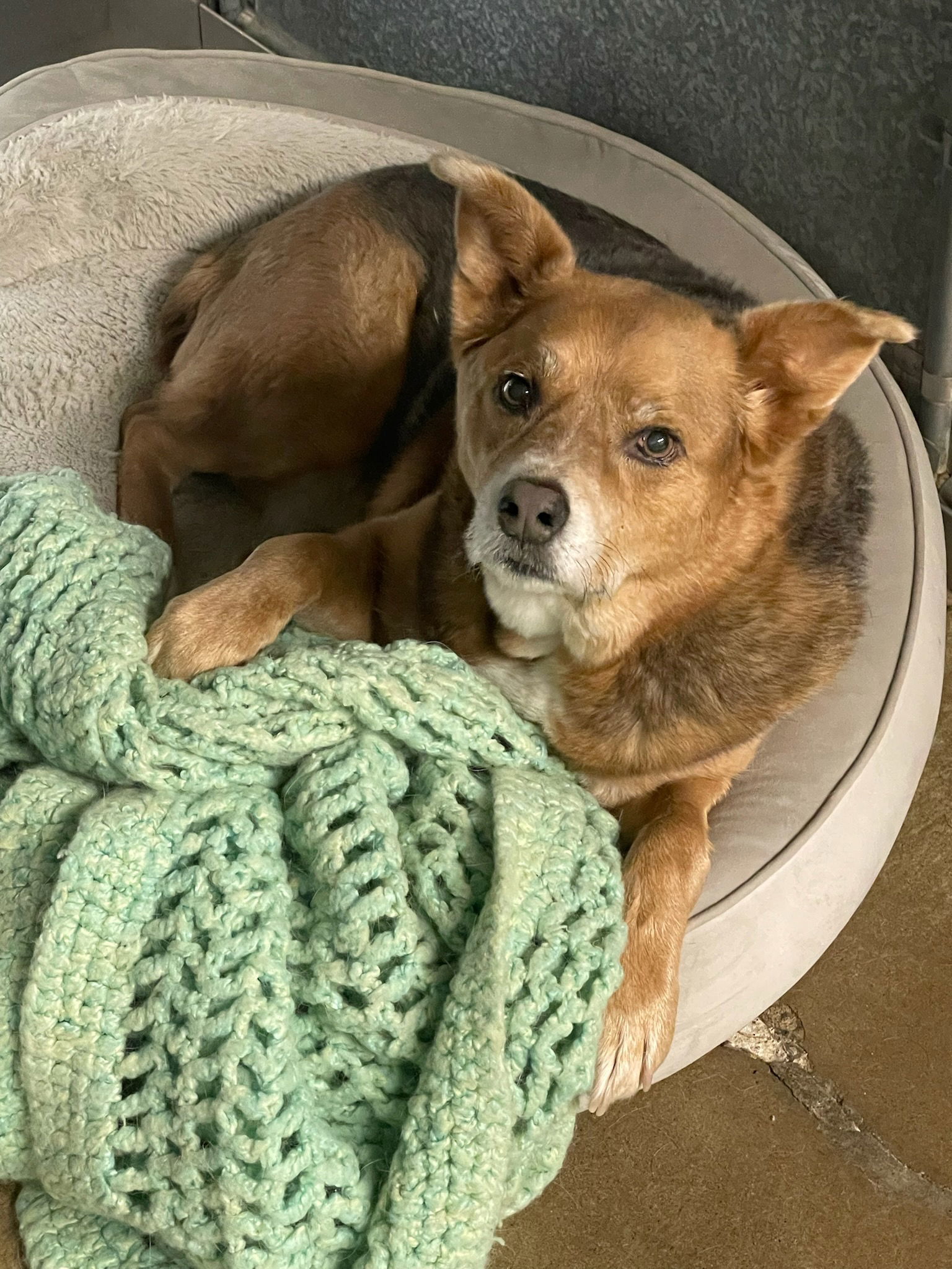 Penny, an adoptable Cattle Dog in Lockport, NY, 14095 | Photo Image 2