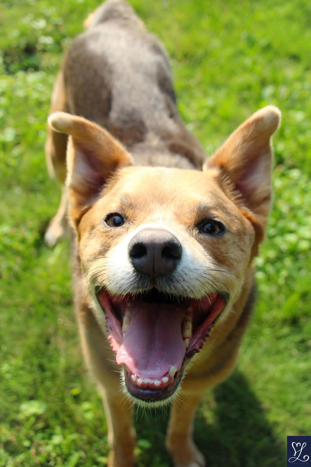 Penny, an adoptable Cattle Dog in Lockport, NY, 14095 | Photo Image 3