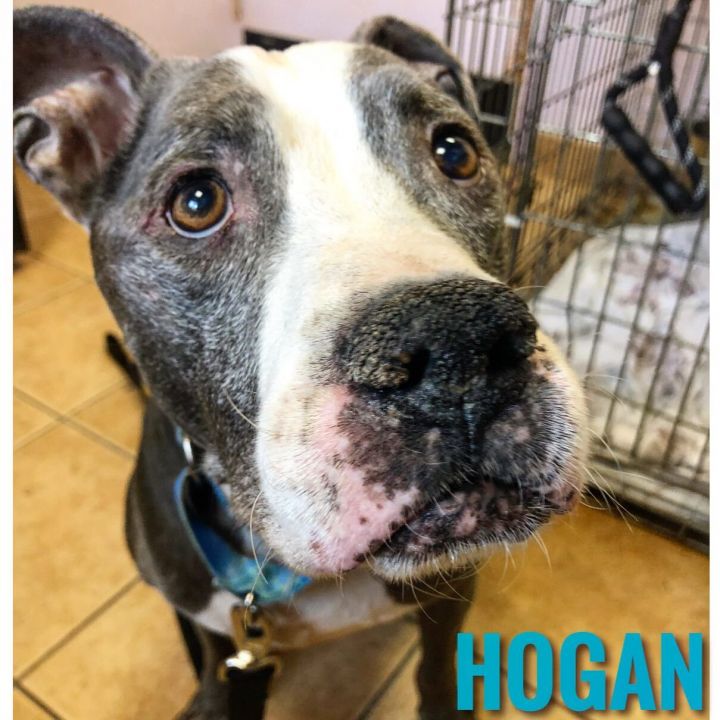 Hogan 4